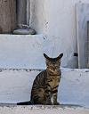 20080806_tinos_236_lr_lr