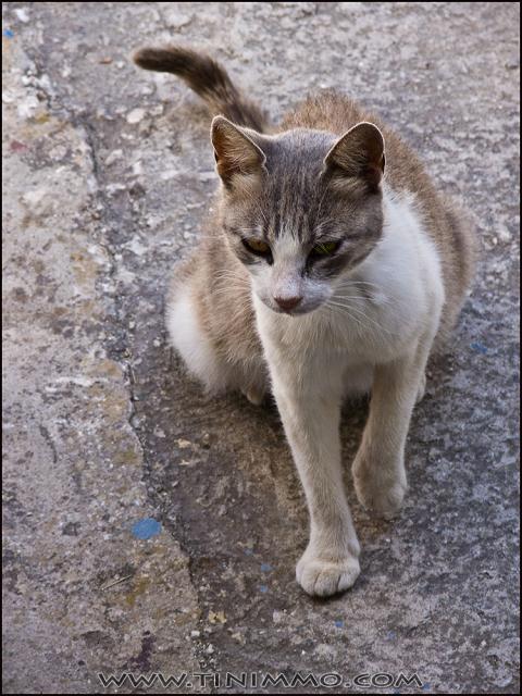 20080806_tinos_245_lr_ps_lr.jpg